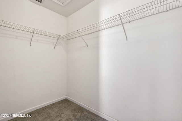 spacious closet featuring carpet flooring