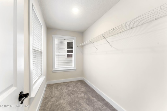 walk in closet with carpet
