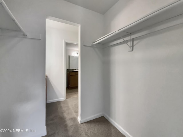 spacious closet featuring carpet