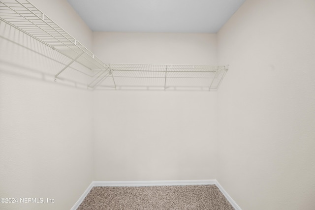 spacious closet featuring carpet floors