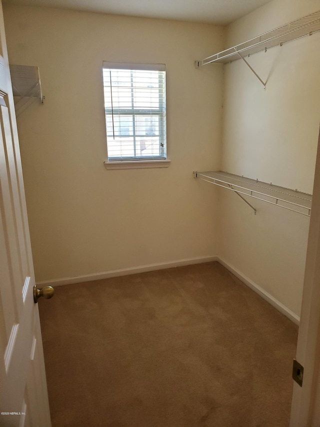 walk in closet featuring carpet flooring