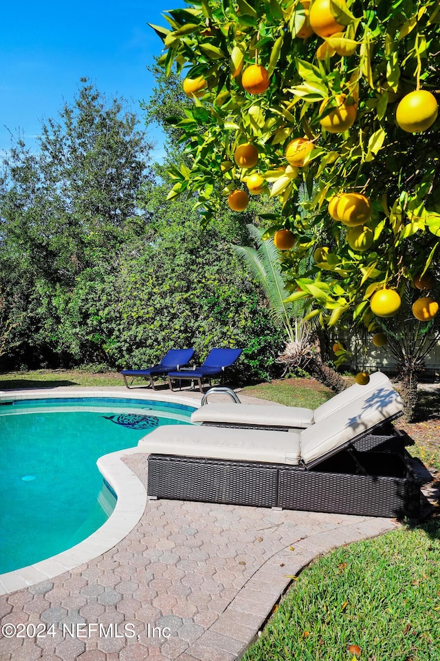 view of swimming pool featuring a patio