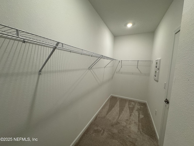 spacious closet featuring carpet flooring