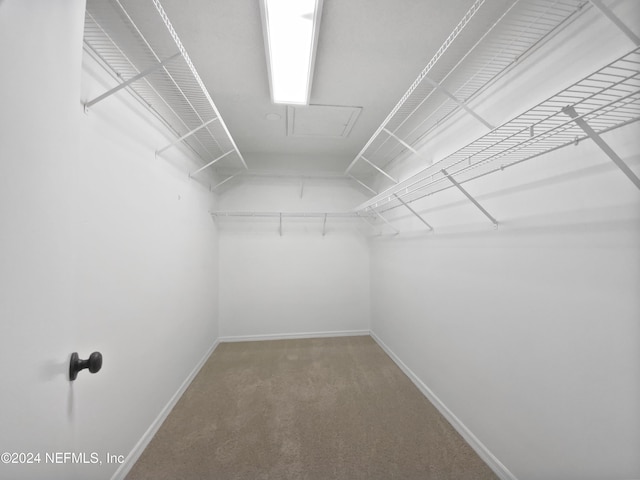 spacious closet featuring carpet flooring