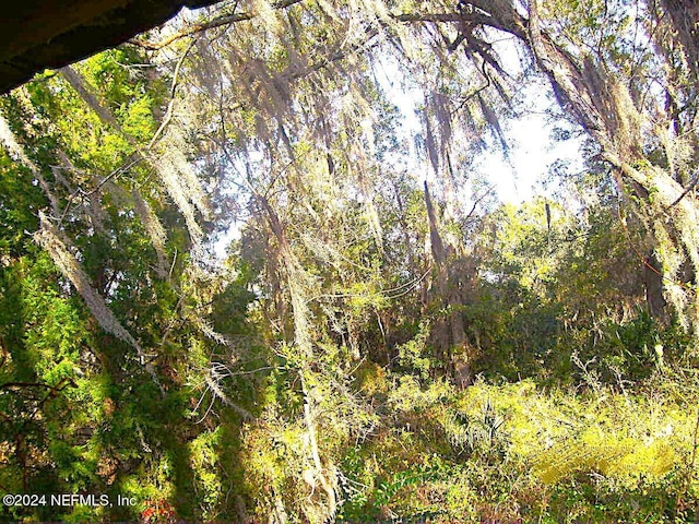 view of local wilderness