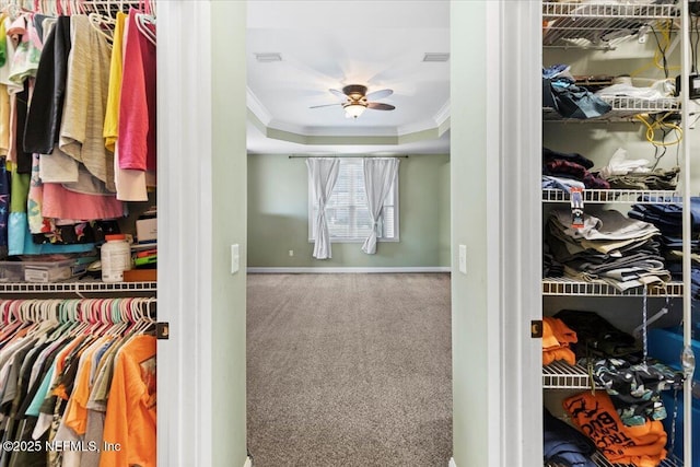 walk in closet featuring carpet, ceiling fan, and a tray ceiling