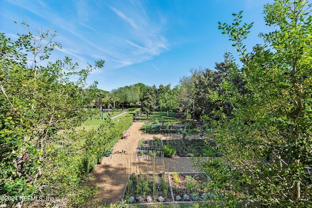 view of local wilderness with a rural view