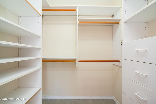 walk in closet featuring carpet floors