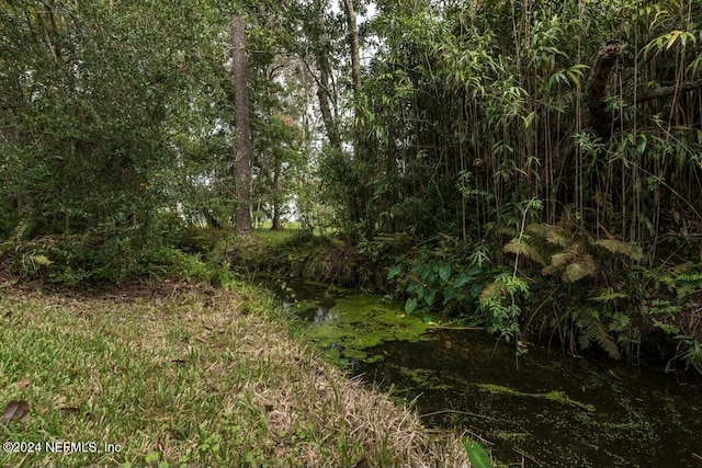 view of local wilderness