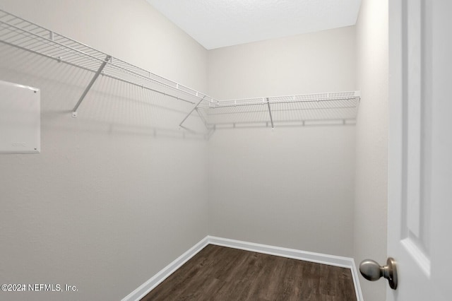 spacious closet with dark hardwood / wood-style floors