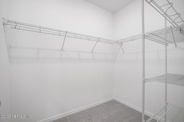 walk in closet with carpet