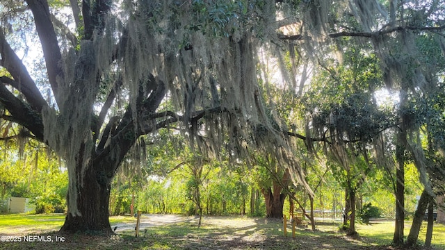 view of local wilderness