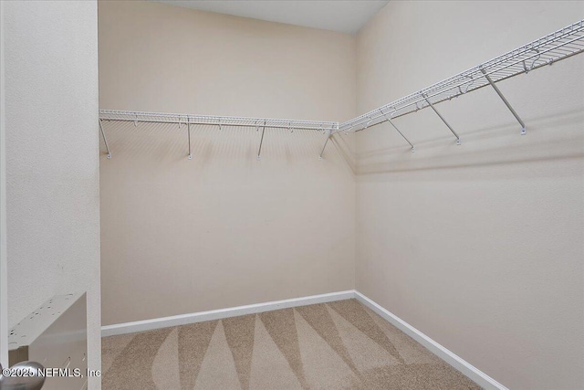 walk in closet featuring carpet flooring