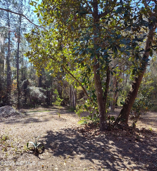 view of local wilderness