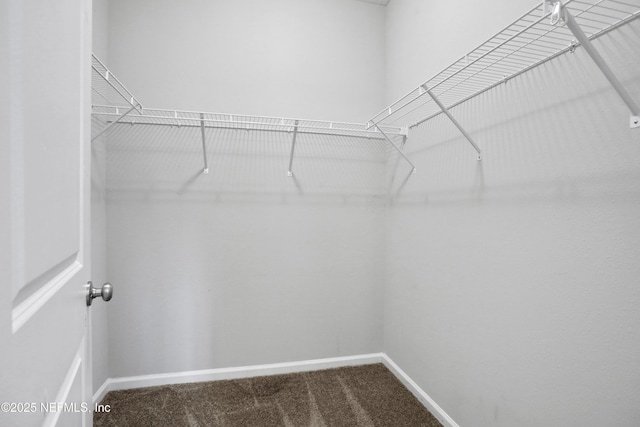 spacious closet featuring carpet floors