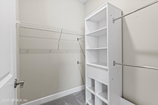 321 Marquesa Cir, Saint Johns, FL 32259 - walk in closet featuring carpet flooring
