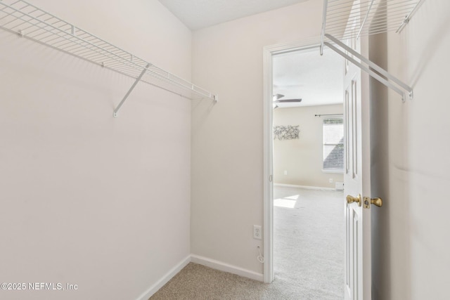 walk in closet with carpet floors