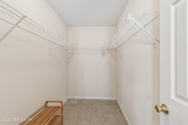 spacious closet featuring carpet flooring