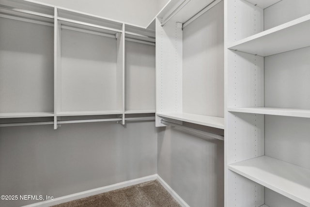 walk in closet with carpet flooring