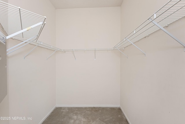 spacious closet featuring carpet flooring