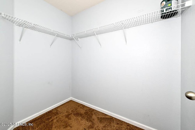 walk in closet featuring carpet flooring