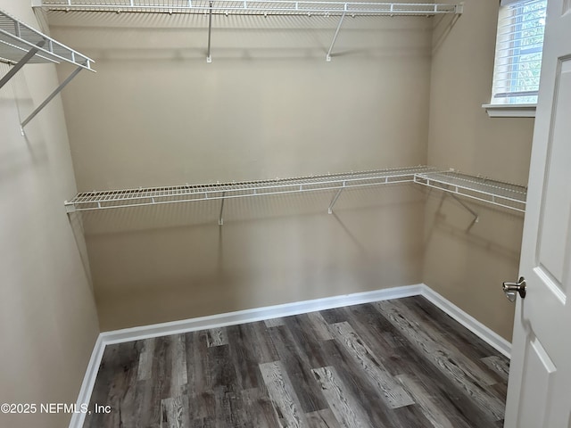 spacious closet featuring dark hardwood / wood-style floors