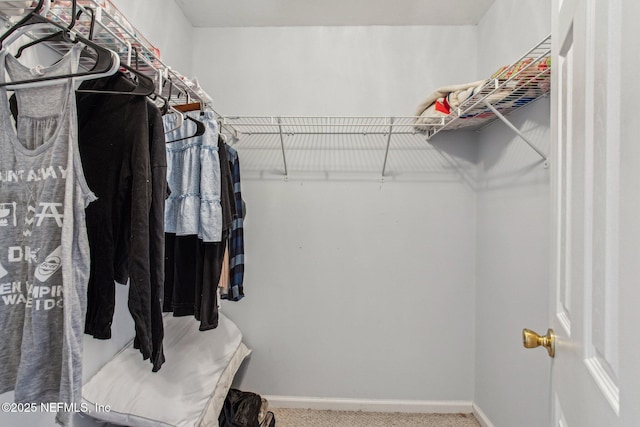 spacious closet featuring carpet