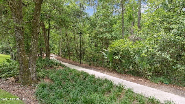 view of local wilderness