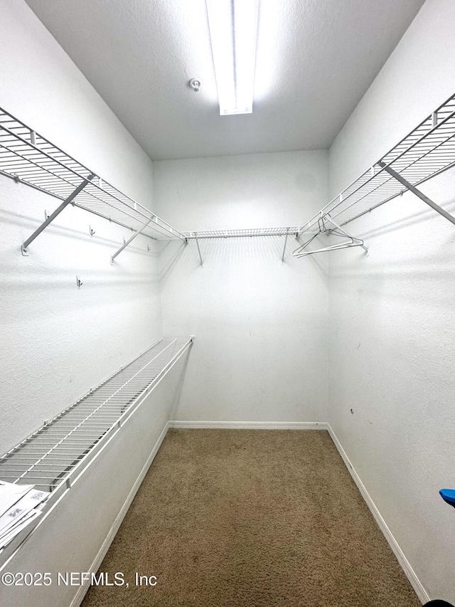 spacious closet featuring carpet floors