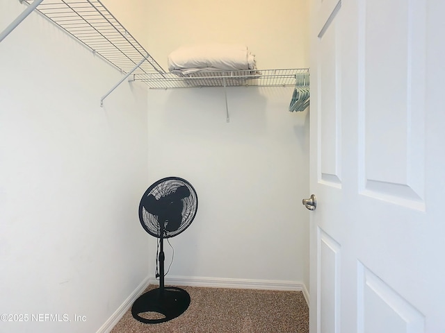 walk in closet featuring carpet floors