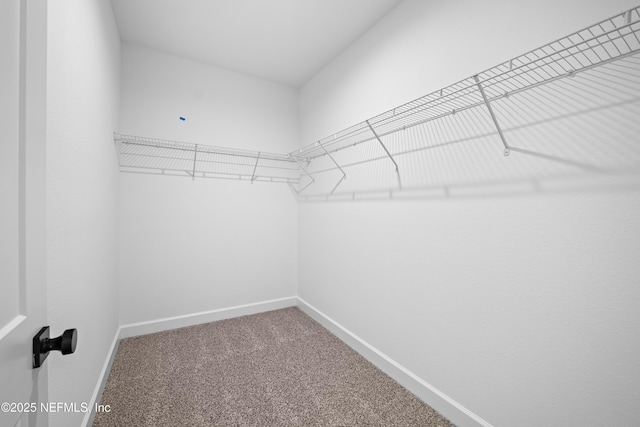 spacious closet with carpet flooring