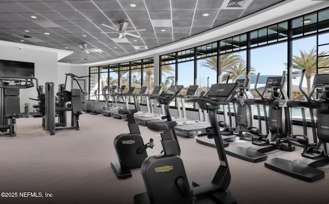 gym featuring ceiling fan, a paneled ceiling, a wall of windows, and carpet flooring