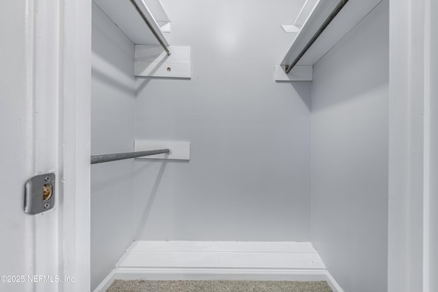 spacious closet featuring carpet