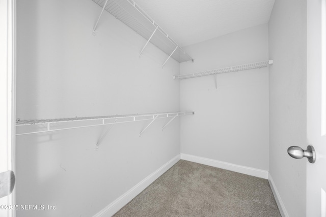 spacious closet featuring carpet flooring