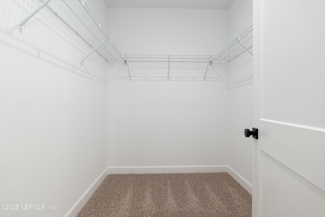 walk in closet featuring carpet floors