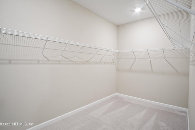 walk in closet featuring carpet flooring