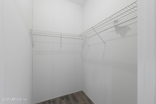 spacious closet with dark hardwood / wood-style floors