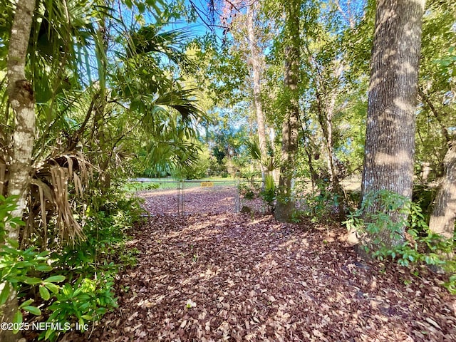 view of local wilderness