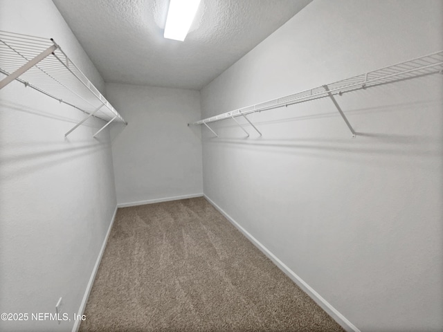 walk in closet featuring carpet flooring