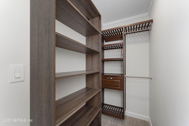 walk in closet featuring carpet