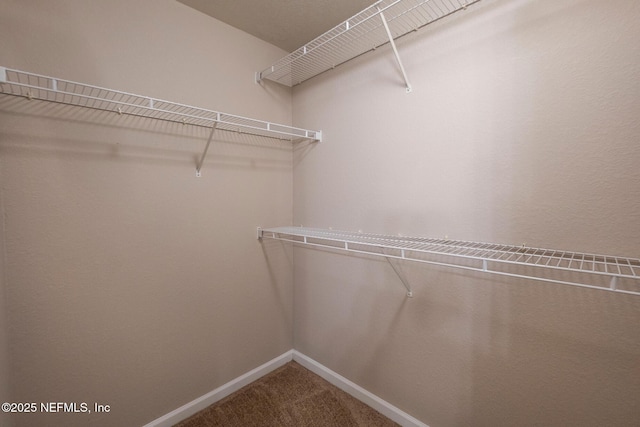 walk in closet featuring carpet flooring