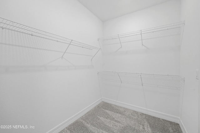 walk in closet featuring carpet floors