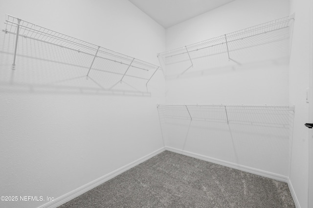 walk in closet featuring carpet floors