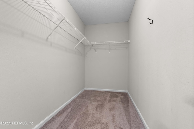 walk in closet featuring carpet floors