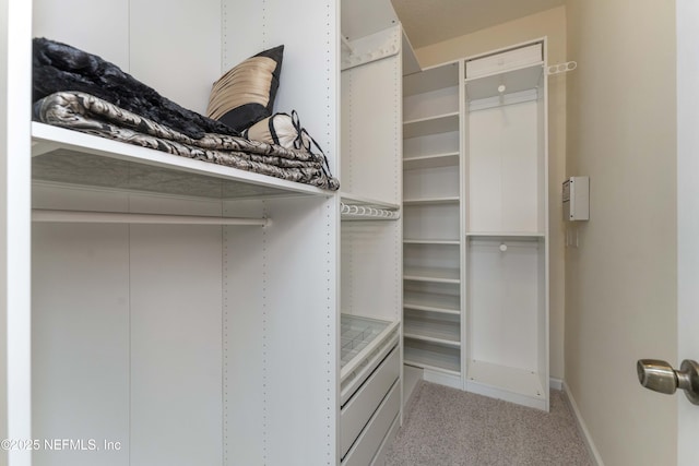 spacious closet featuring carpet flooring