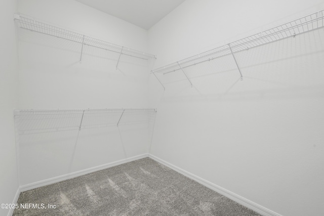 walk in closet featuring carpet floors