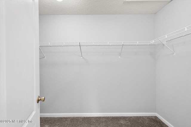 spacious closet featuring carpet