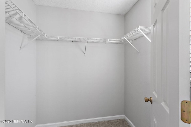 spacious closet featuring carpet