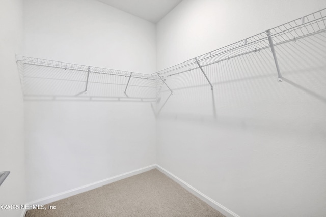 spacious closet featuring carpet flooring