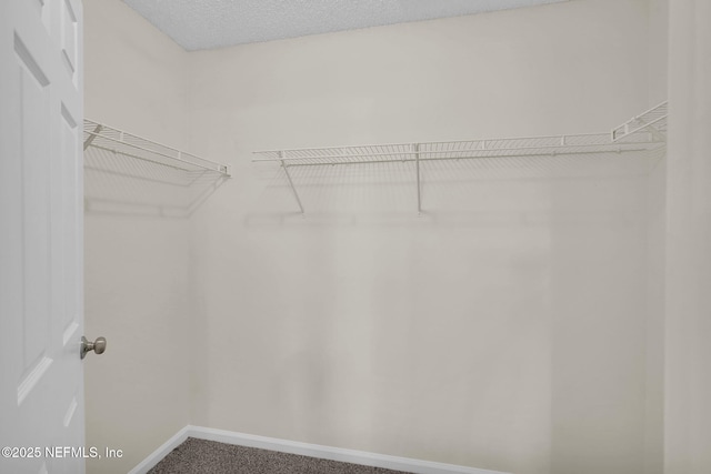 spacious closet with carpet